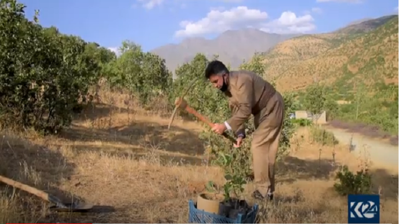 کارزار کاشتن نهال بلوط در کُردستان